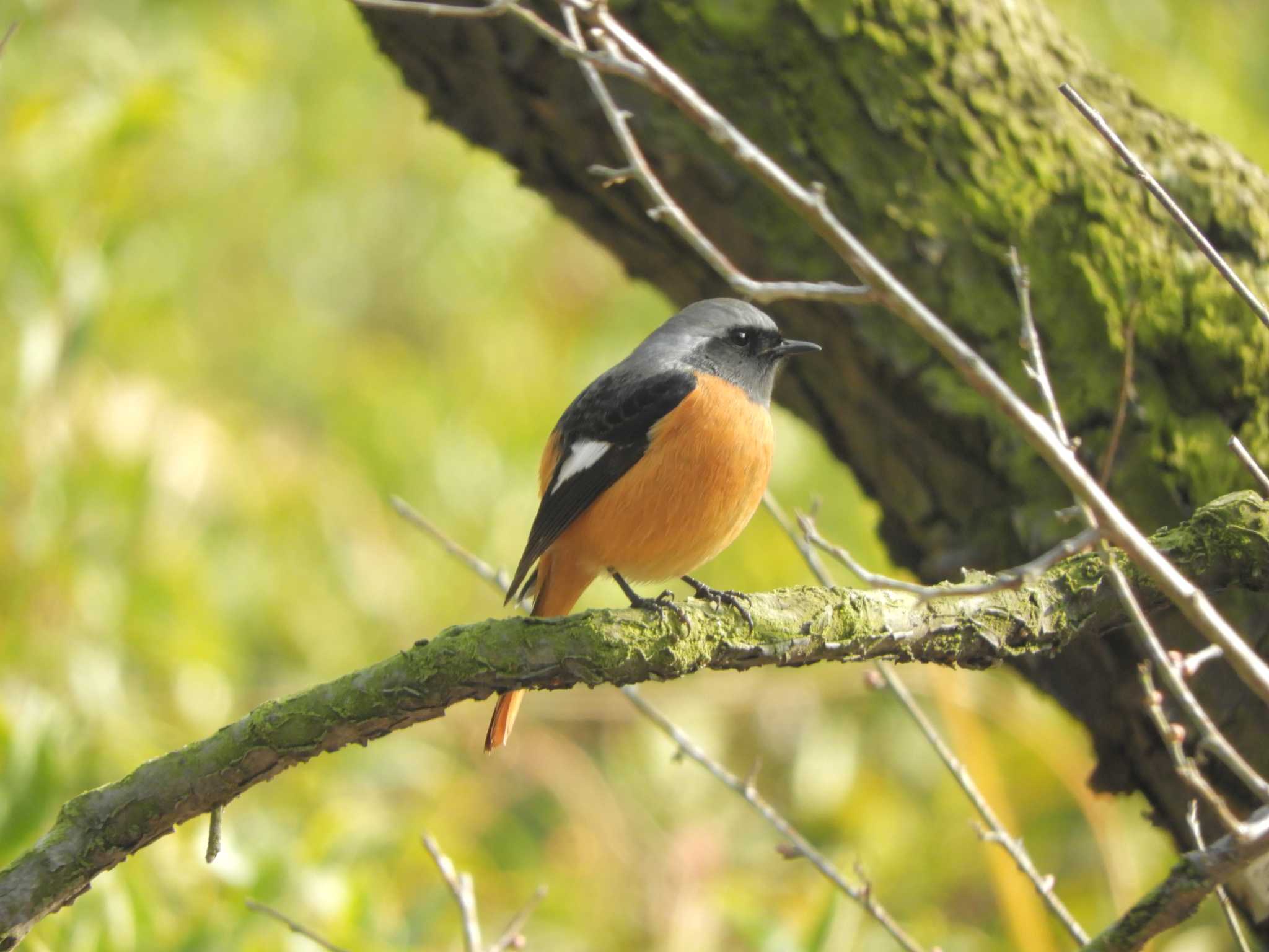 Daurian Redstart