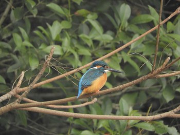 Common Kingfisher 栗林公園 Sun, 12/31/2023