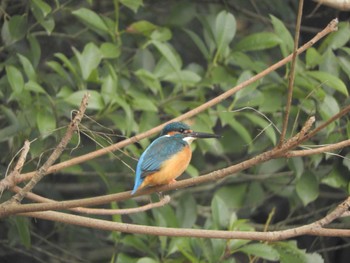 カワセミ 栗林公園 2023年12月31日(日)