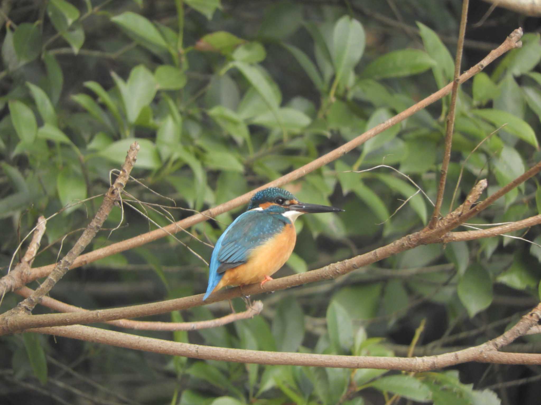 Photo of Common Kingfisher at 栗林公園 by maru