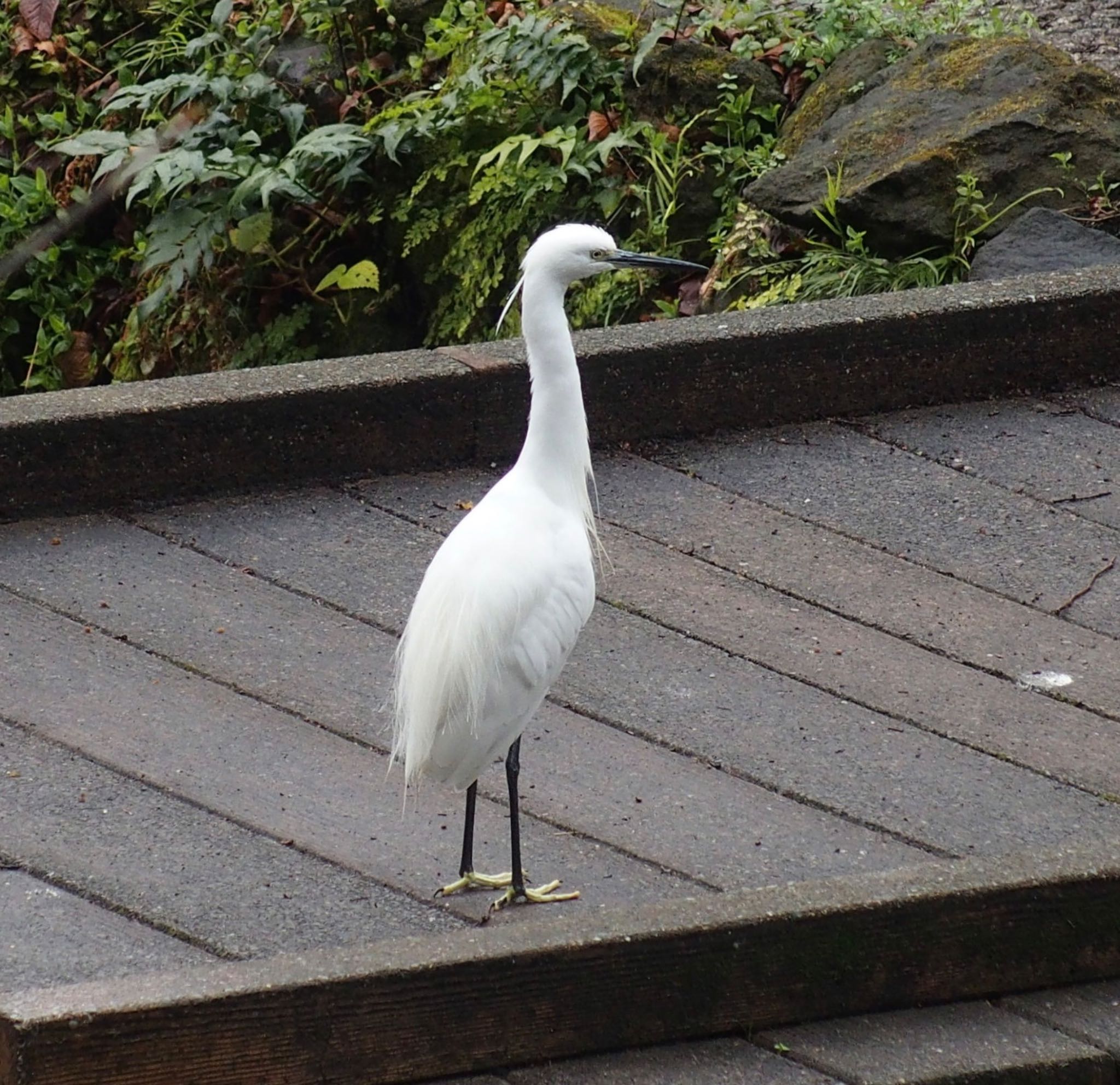 Photo of Little Egret at 二ヶ領用水 by うきぴ