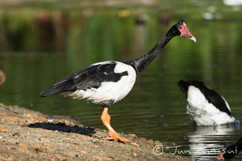 カササギガン Centenary Lakes(Cairns) 撮影日未設定