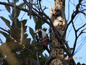 Great Spotted Woodpecker 養老公園 Sun, 2/4/2024