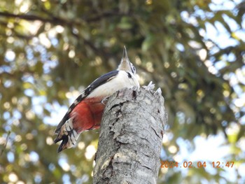 Great Spotted Woodpecker 養老公園 Sun, 2/4/2024