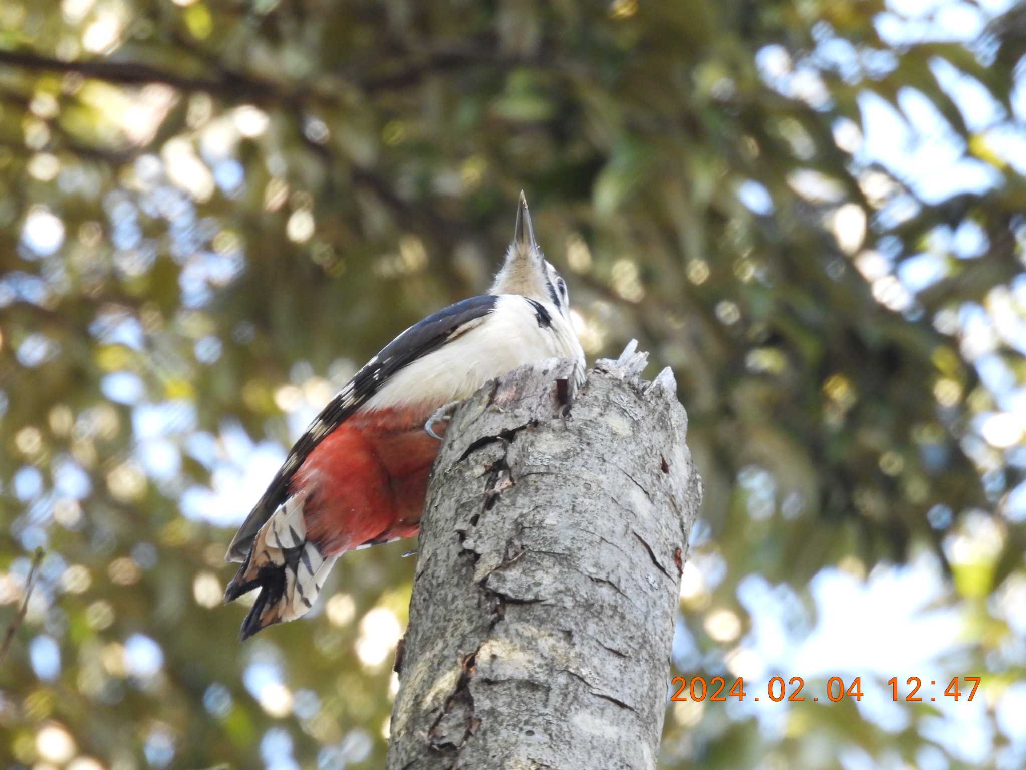 Photo of Great Spotted Woodpecker at 養老公園 by 得正