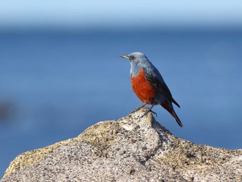 Blue Rock Thrush 城ヶ島 Sat, 2/3/2024