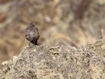 Blue Rock Thrush 城ヶ島 Sat, 2/3/2024