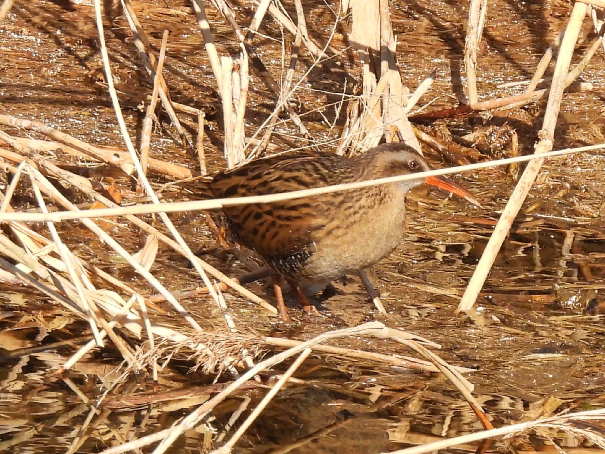 Brown-cheeked Rail