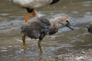 カササギガン Centenary Lakes(Cairns) 撮影日未設定