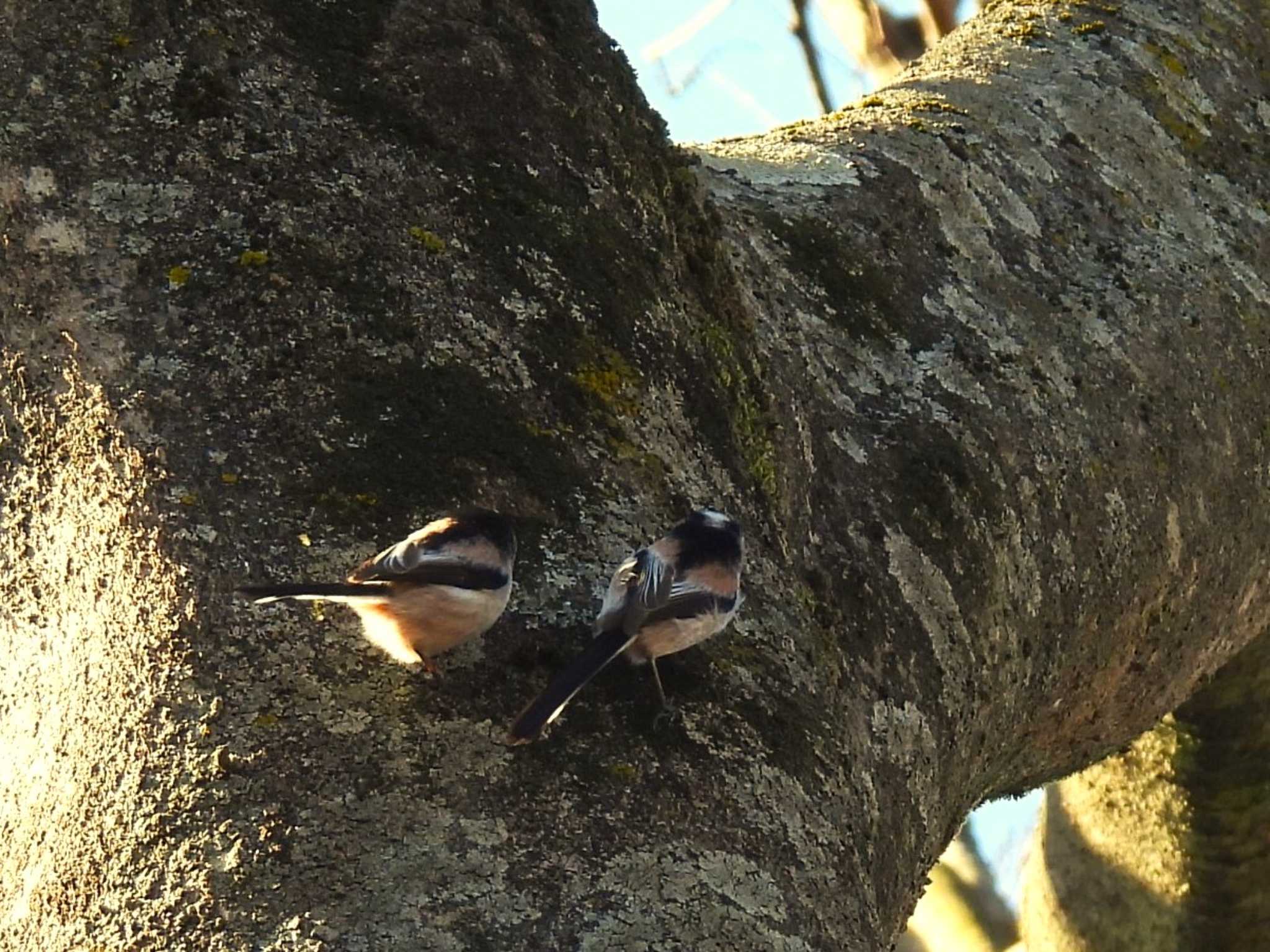 Long-tailed Tit