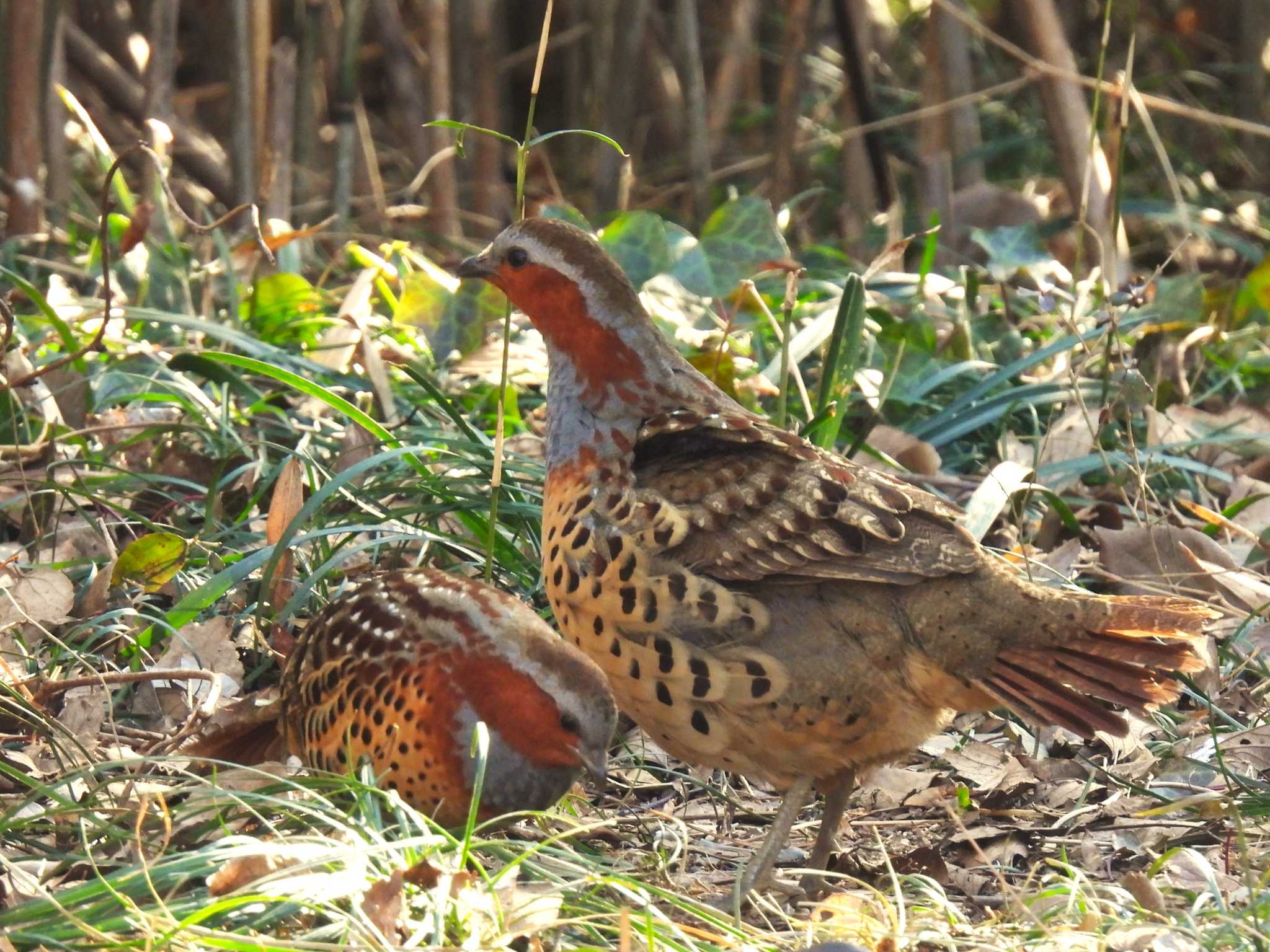 Chinese Bamboo Partridge