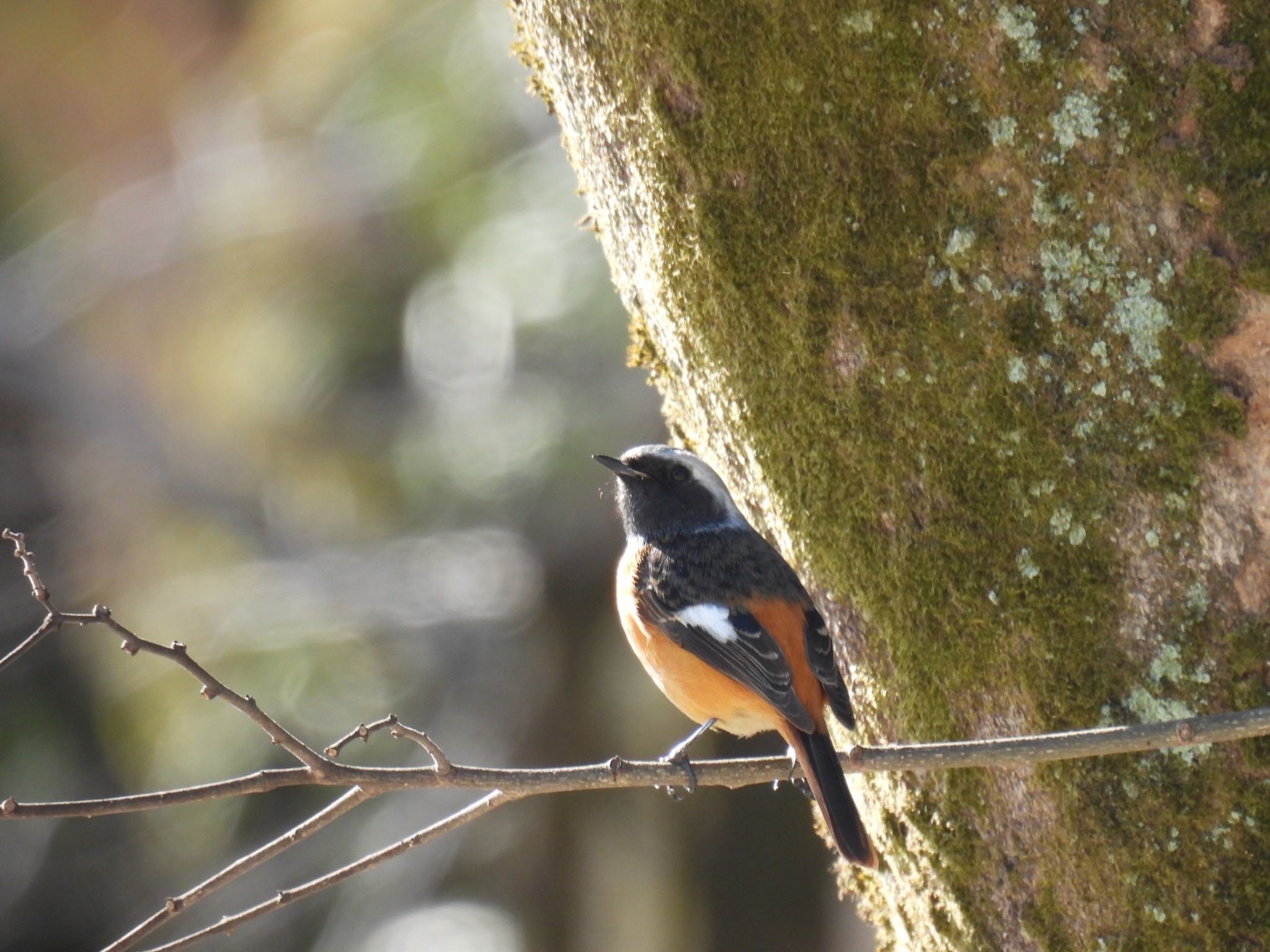 Photo of Daurian Redstart at 岐阜公園 by じゃすみん 岐阜ラブ❤︎