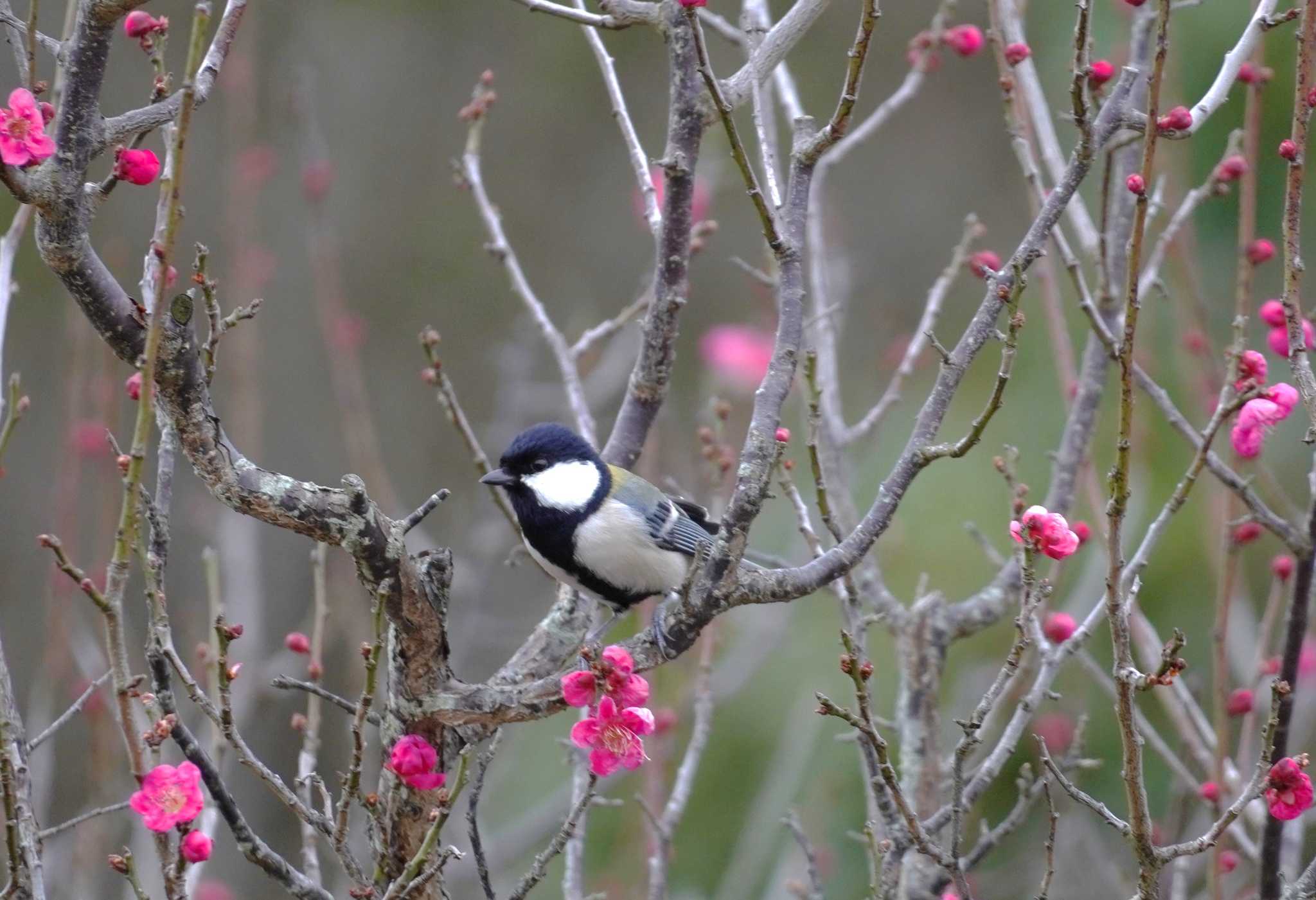 Japanese Tit