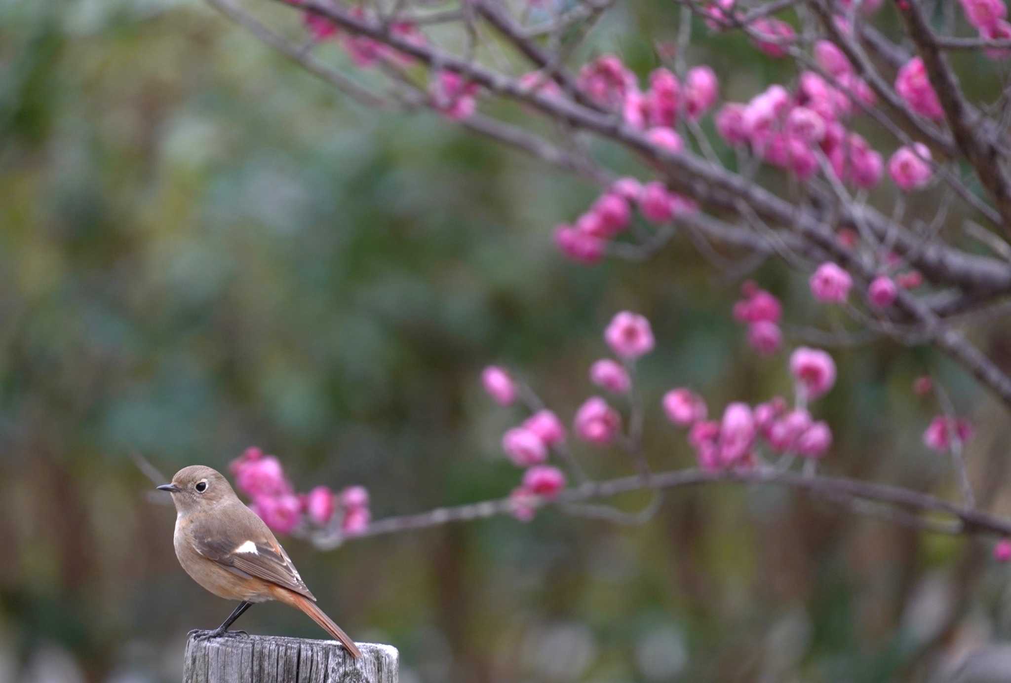 Daurian Redstart