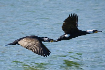 2024年2月3日(土) 和歌山市の野鳥観察記録