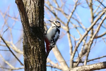 アカゲラ 北本自然観察公園 2024年2月3日(土)