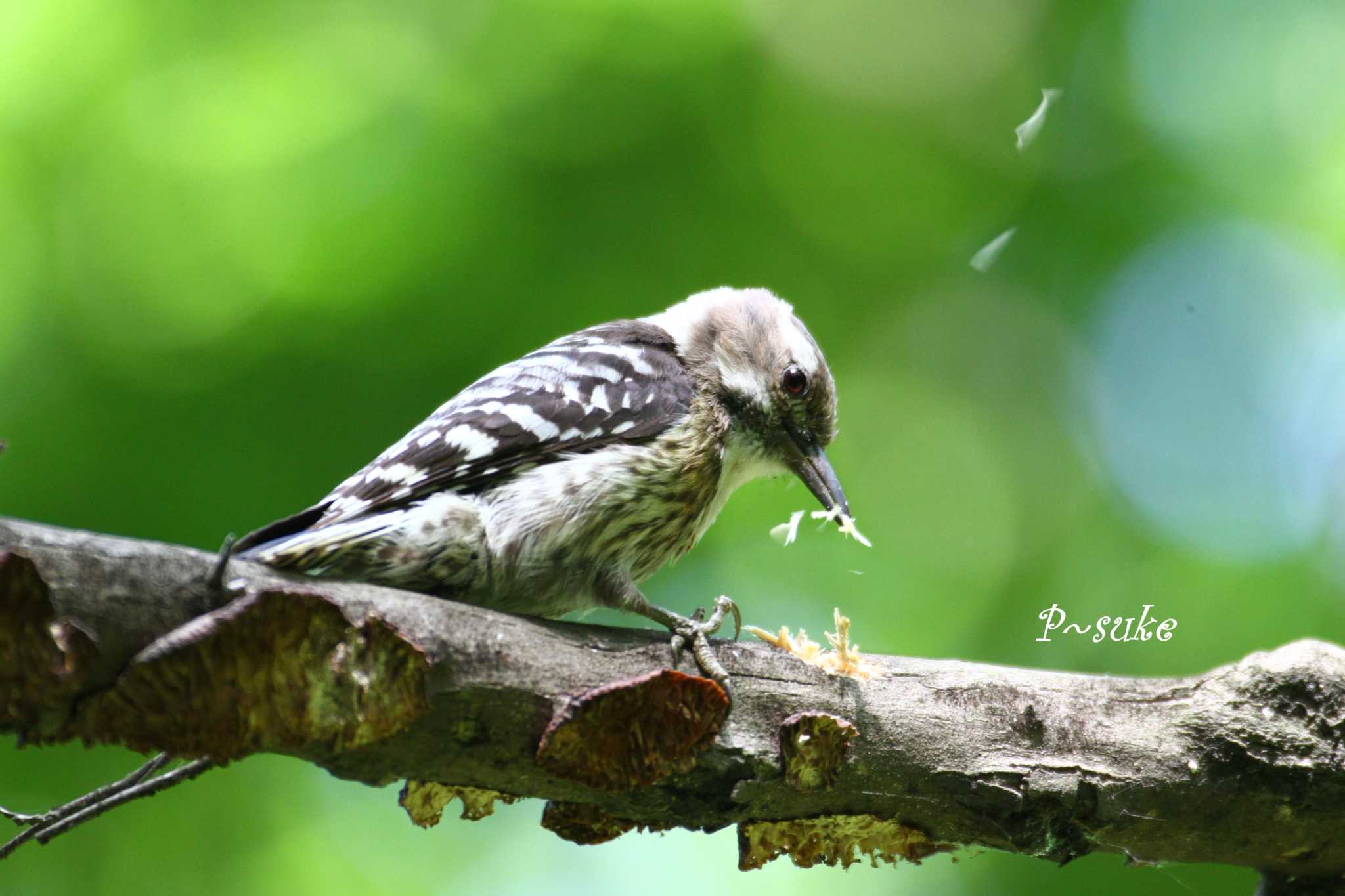 Photo of Japanese Pygmy Woodpecker at Chikozan Park by ピースケ