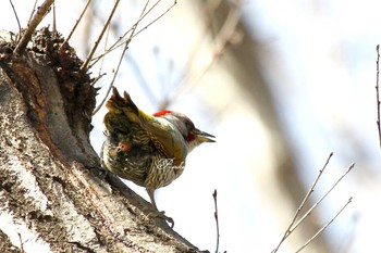 Japanese Green Woodpecker 鶴ヶ島市運動公園 Sat, 3/21/2020