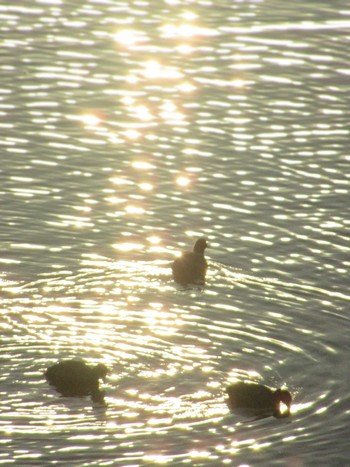 Sun, 2/4/2024 Birding report at 境川遊水地公園