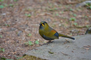 Steere's Liocichla 阿里山国家森林遊楽区 Mon, 1/22/2024