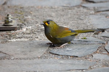 Steere's Liocichla 阿里山国家森林遊楽区 Mon, 1/22/2024