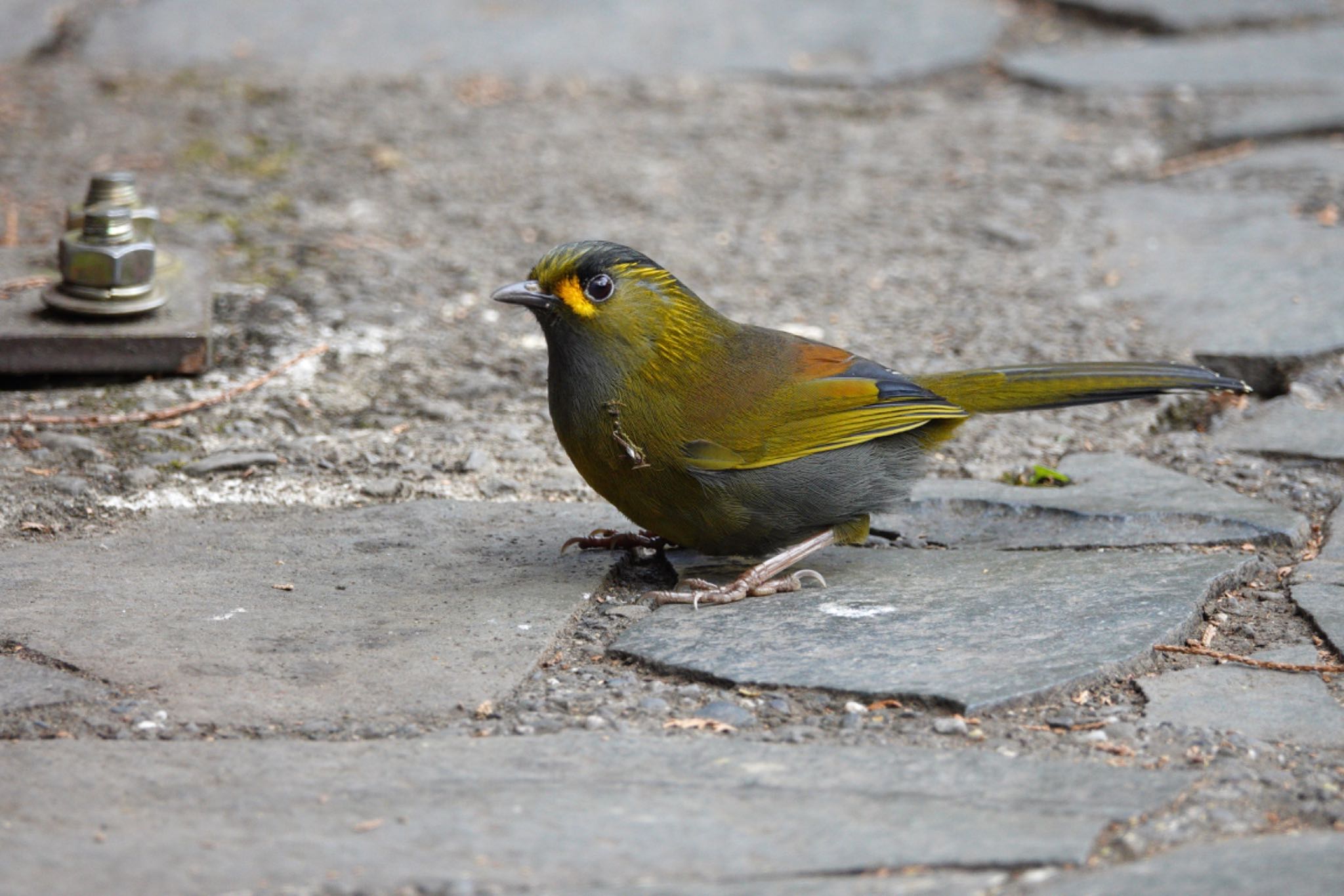 Photo of Steere's Liocichla at 阿里山国家森林遊楽区 by のどか