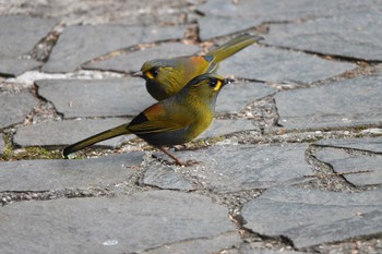 Steere's Liocichla 阿里山国家森林遊楽区 Mon, 1/22/2024