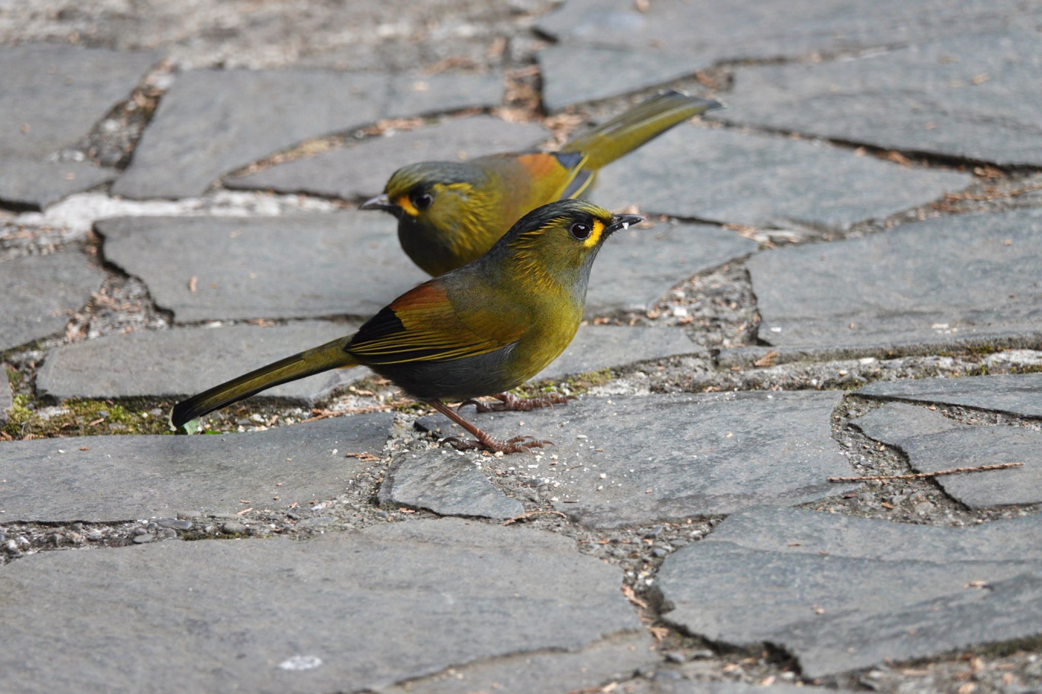 Steere's Liocichla