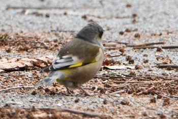 Oriental Greenfinch(kawarahiba) Hikarigaoka Park Fri, 2/2/2024