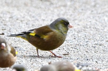 Oriental Greenfinch(kawarahiba) Hikarigaoka Park Fri, 2/2/2024