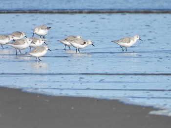 ミユビシギ 蓮沼海浜公園 2024年2月3日(土)