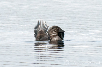 Musk Duck オーストラリア・シドニー周辺 Unknown Date