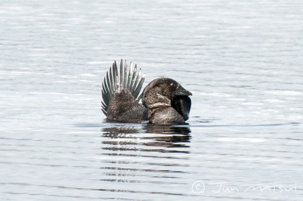 Photo of Musk Duck at オーストラリア・シドニー周辺 by Jun Matsui