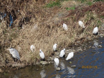 Little Egret 境川 Mon, 1/29/2024