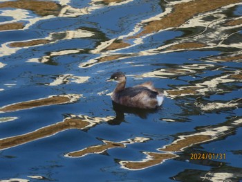 Little Grebe 境川 Wed, 1/31/2024