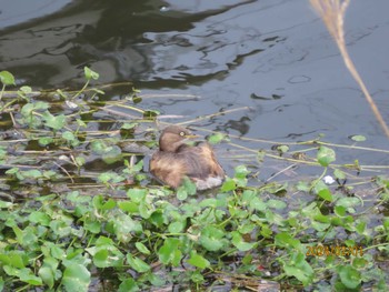 Little Grebe 境川 Thu, 2/1/2024