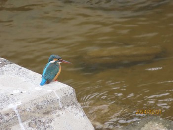 Common Kingfisher 境川 Thu, 2/1/2024