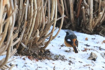 Daurian Redstart 北海道 函館市 東山 Sun, 2/4/2024