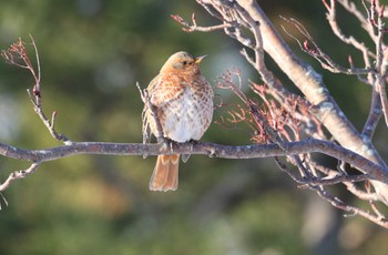 ハチジョウツグミ 北海道 函館市 東山 2024年2月4日(日)