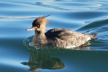 ウミアイサ 塩浜三番瀬公園 2024年2月3日(土)