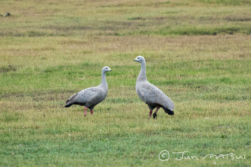 Photo of Cape Barren Goose at オーストラリア・メルボルン周辺 by Jun Matsui