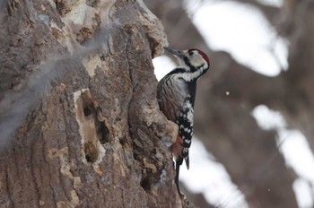 White-backed Woodpecker(subcirris) 北海道　七飯町　大沼公園 Sun, 2/4/2024