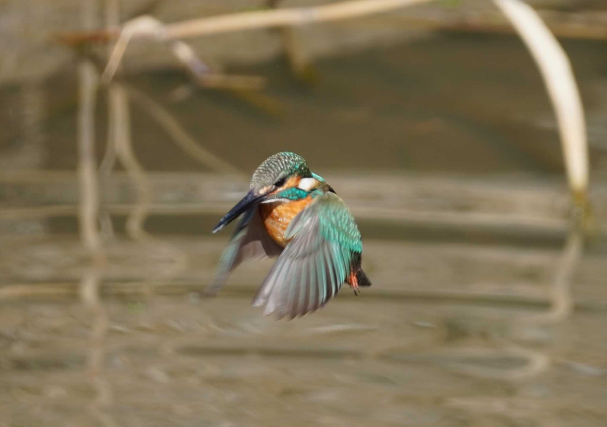 カワセミ