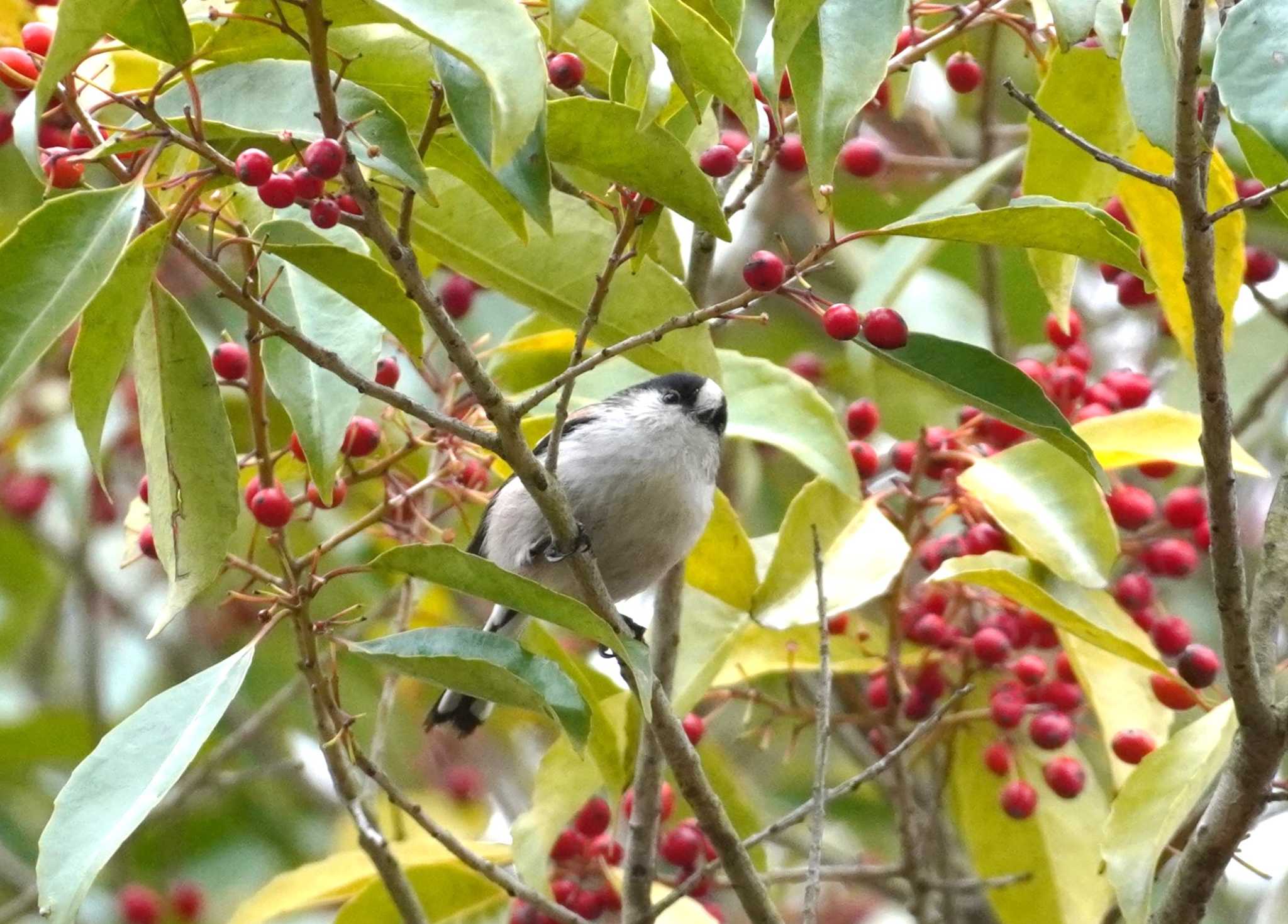 Long-tailed Tit