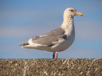 Glaucous-winged Gull 鵡川河口 Sun, 1/28/2024