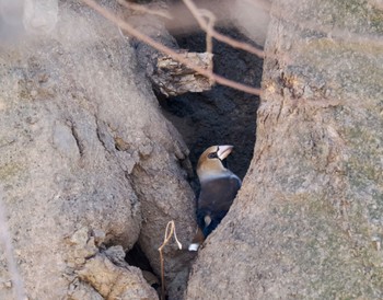 Hawfinch Unknown Spots Sat, 1/27/2024