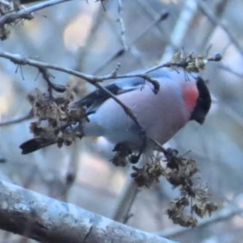 Eurasian Bullfinch(rosacea) Hayatogawa Forest Road Sat, 12/23/2023