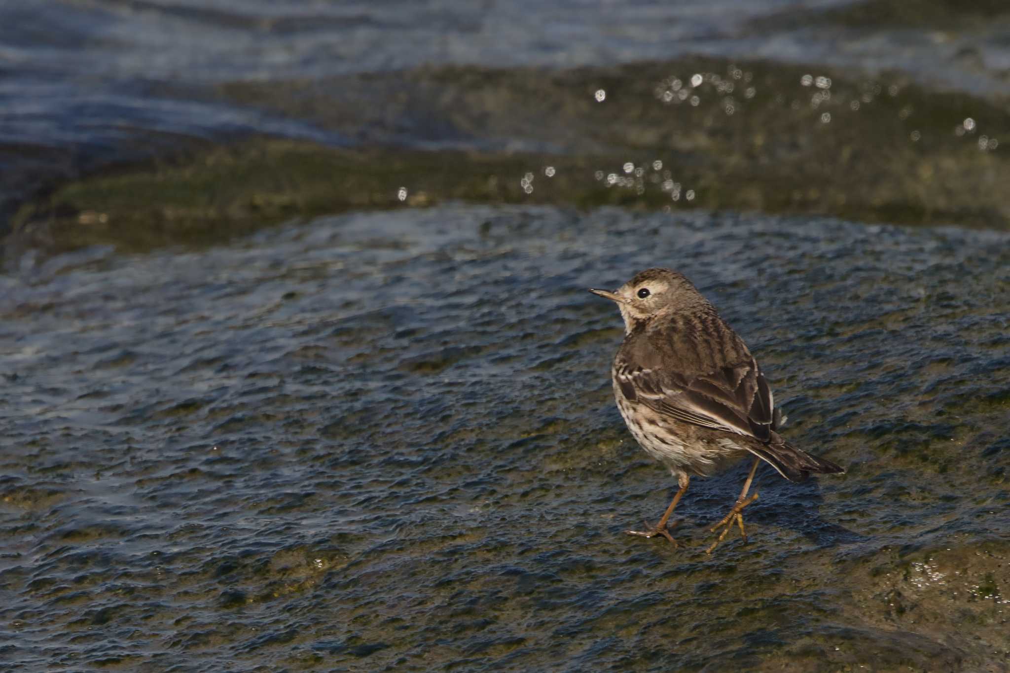 Photo of Water Pipit at 和歌山市 by アカウント15049