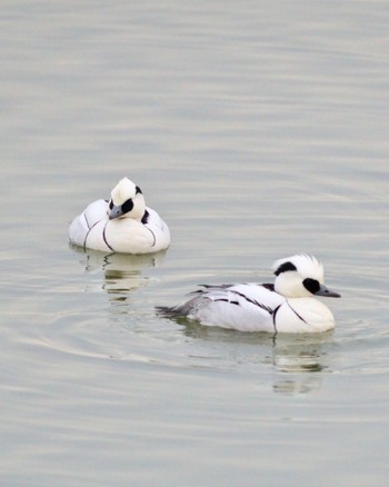 Smew 大阪府堺市 Sat, 2/3/2024