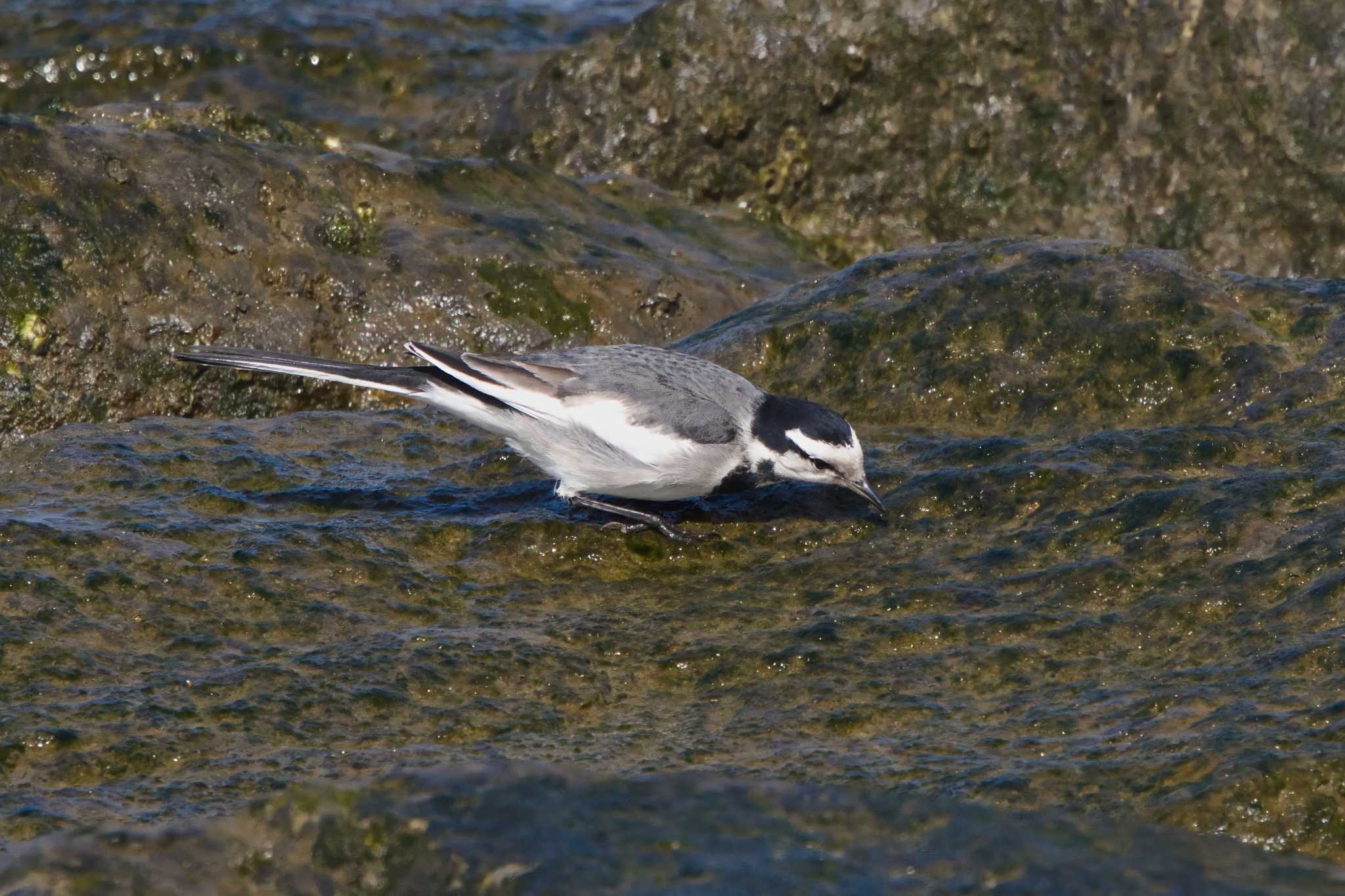 White Wagtail